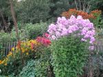 phlox-paniculata-hesperis-2