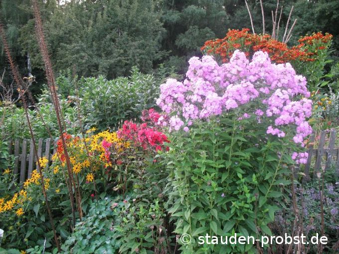 Phlox paniculata 'Hesperis' - Staudenphlox