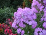 phlox-paniculata-hesperis