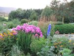 phlox-paniculata-judy-2