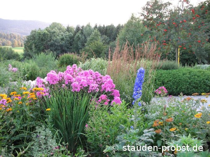 Phlox paniculata 'Judy' - Staudenphlox