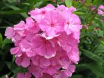 phlox-paniculata-judy