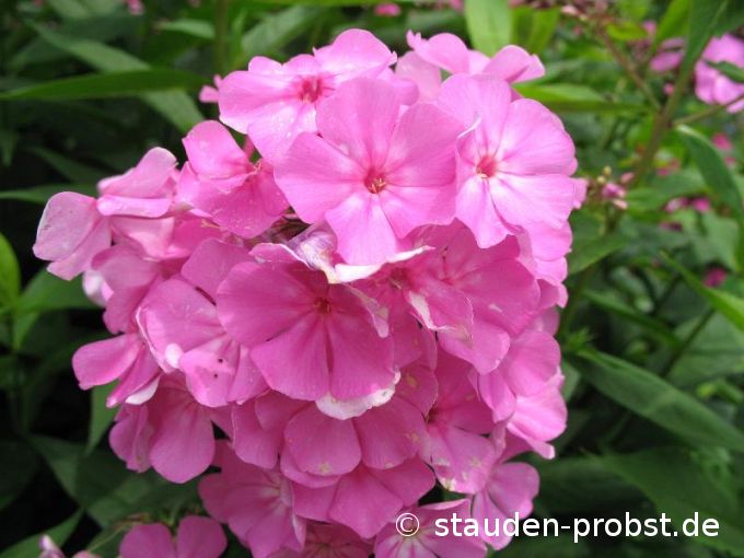 Phlox paniculata 'Judy' - Staudenphlox