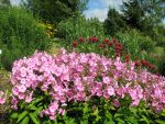 phlox-paniculata-junior-bouquet-3