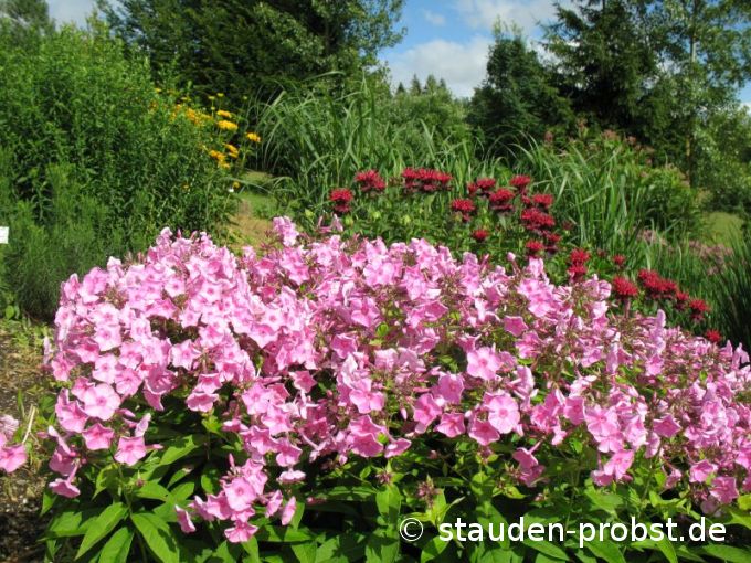 Phlox paniculata 'Junior Bouquet' - Staudenphlox