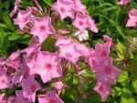 phlox-paniculata-junior-bouquet