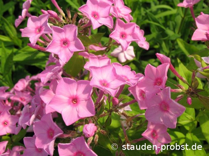 Phlox paniculata 'Junior Bouquet' - Staudenphlox
