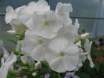 phlox-paniculata-junior-fountain
