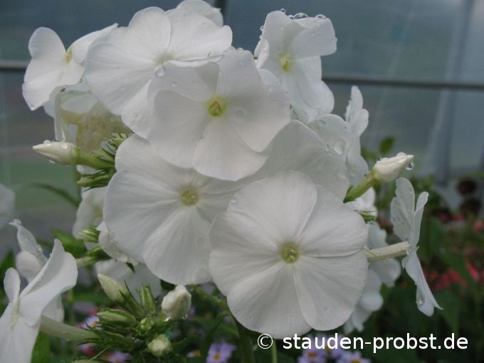 Phlox paniculata 'Junior Fountain' - Staudenphlox, Flammenblume