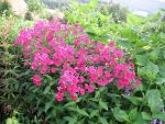 phlox-paniculata-kirchenfuerst-2