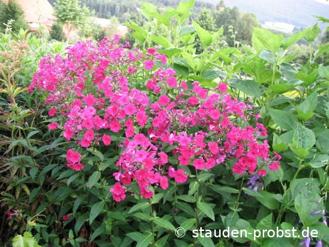 Phlox paniculata 'Kirchenfürst' - Staudenphlox