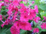 phlox-paniculata-kirchenfuerst