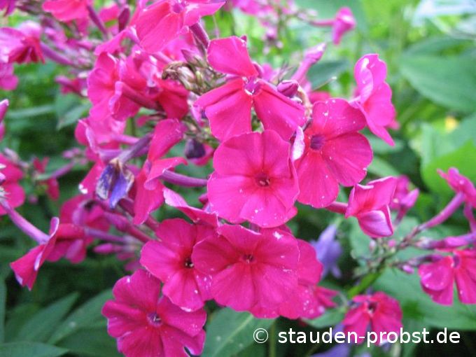 Phlox paniculata 'Kirchenfürst' - Staudenphlox