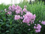 phlox-paniculata-landhochzeit-3