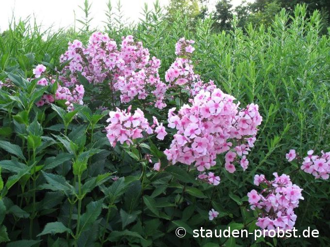 Phlox paniculata 'Landhochzeit' - Staudenphlox