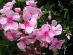 phlox-paniculata-landhochzeit