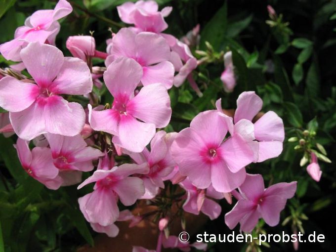 Phlox paniculata 'Landhochzeit' - Staudenphlox