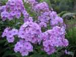 phlox-paniculata-lilac-time-2