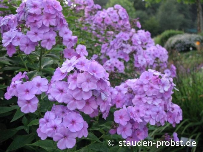 Phlox paniculata 'Lilac Time' - Staudenphlox