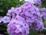 phlox-paniculata-lilac-time