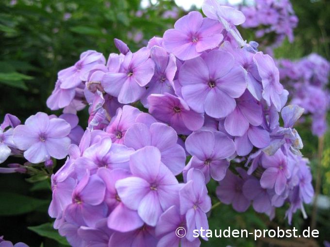 Phlox paniculata 'Lilac Time' - Staudenphlox