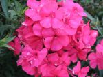 phlox-paniculata-newbird