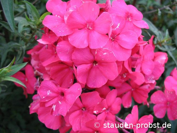 Phlox paniculata 'Newbird' - Staudenphlox