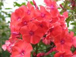 phlox-paniculata-orange-perfection-2