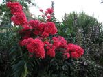 phlox-paniculata-orange-perfection-3