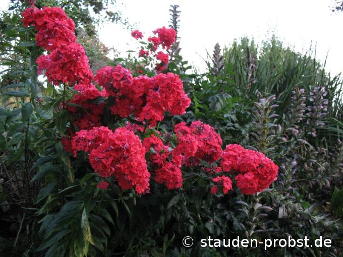 Phlox paniculata 'Orange Perfection' - Staudenphlox