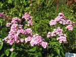 phlox-paniculata-orange-pink-2