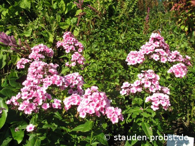 Phlox paniculata 'Orange Pink' - Staudenphlox