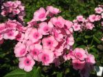 phlox-paniculata-orange-pink