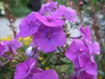 phlox-paniculata-purple-flame