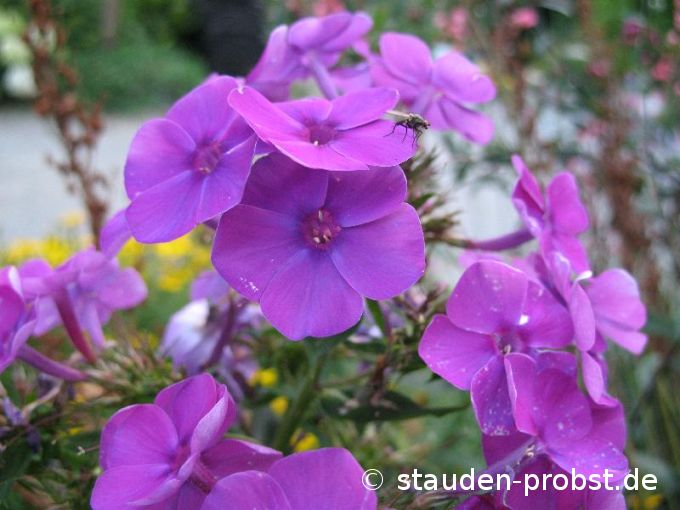 Phlox paniculata 'Purple Flame' - Staudenphlox