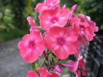 phlox-paniculata-redidivus