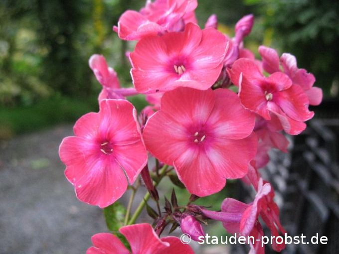 Phlox paniculata 'Redidivus' - Staudenphlox