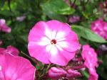 phlox-paniculata-sabine-2