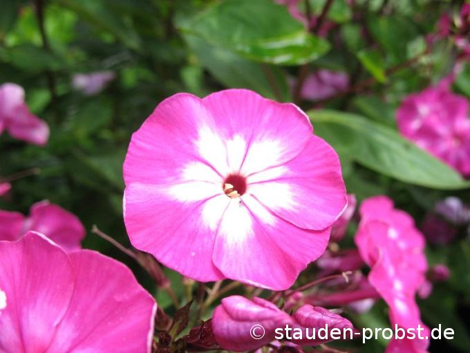 Phlox paniculata 'Sabine' - Staudenphlox