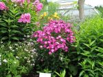 phlox-paniculata-sabine