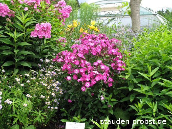 Phlox paniculata 'Sabine' - Staudenphlox