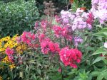 phlox-paniculata-starfire-2