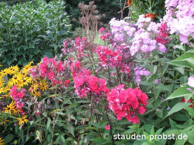Phlox paniculata 'Starfire' - Staudenphlox
