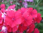 phlox-paniculata-starfire