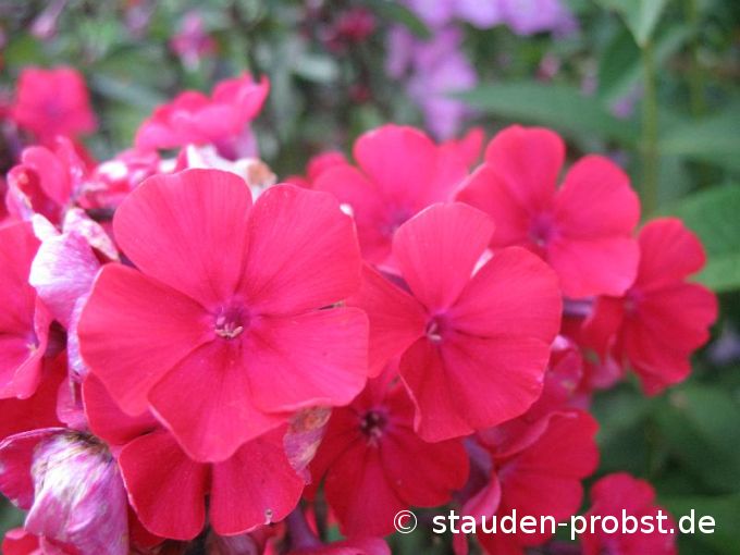 Phlox paniculata 'Starfire' - Staudenphlox