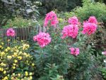 phlox-paniculata-tenor-2