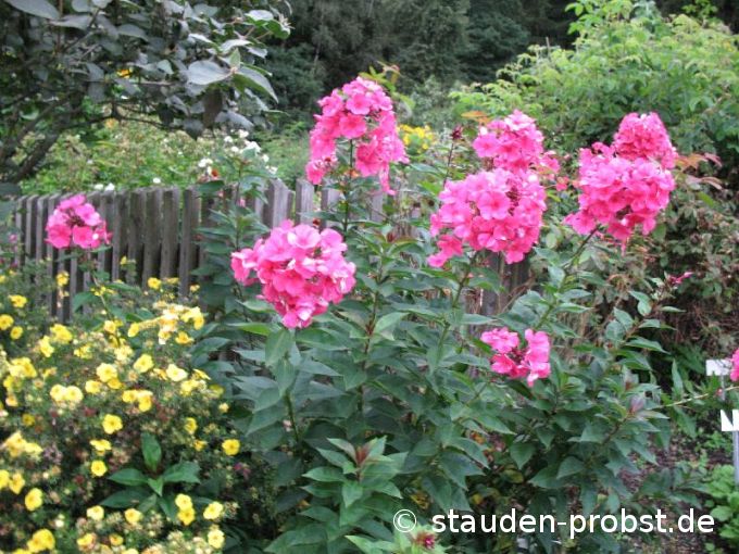 Phlox paniculata 'Tenor' - Staudenphlox