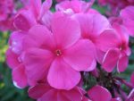 phlox-paniculata-tenor
