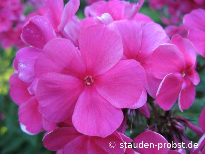 Phlox paniculata 'Tenor' - Staudenphlox