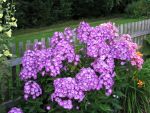 phlox-paniculata-uspech-2